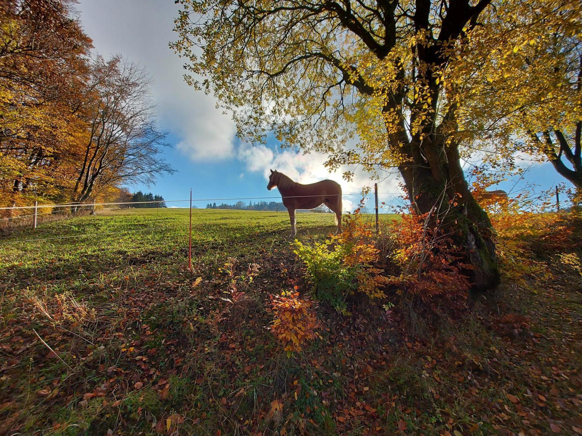Appartamento Panoramablick Willingen Schwalefeld Esterno foto